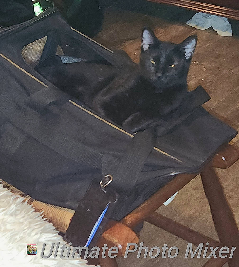 Digger is registered to the contest to win money with this photo: automotive_exterior, automotive_tire, black_cat, bombay, carbon, carnivore, cat, chair, comfort, domestic_short_haired_cat, fashion_accessory, felidae, fur, grey, metal, rim, small_to_medium_sized_cats, tail, whiskers