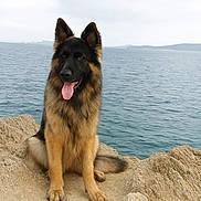 Eros participe au concours pour gagner de l'argent avec cette photo : dog, german_shepherd, animal, pet, canine, sitting, rock, cliff, sea, water, outdoor, nature, landscape, fur, tongue, ears, sky, cloudy, happy, portrait