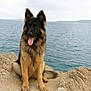dog, german_shepherd, animal, pet, canine, sitting, rock, cliff, sea, water, outdoor, nature, landscape, fur, tongue, ears, sky, cloudy, happy, portrait