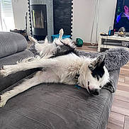 Tempête a rejoint le concours — aidez-le/la à gagner de superbes lots ! dog, couch, living_room, gray, relaxed, upside_down, pillow, stove, television, game_console, lamp, flooring, fur, collar, pet, indoor, resting, sleeping, cozy, home