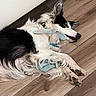 Tempête a rejoint le concours — aidez-le/la à gagner de superbes lots ! dog, border_collie, stuffed_toy, toy, wooden_floor, lying_down, black_and_white, pet, relaxed, cozy, indoor, ears, paws, fur, animal, companion, cute, sleepy, close_up, domestic