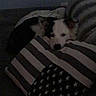 Tempête participe au concours pour gagner de l'argent avec cette photo : dog, resting, pillow, striped_pillow, stars, indoor, dim_light, cozy, sleepy, pet, animal, fur, black_and_white, couch, blanket, quiet, relaxing, companion, home, snuggle