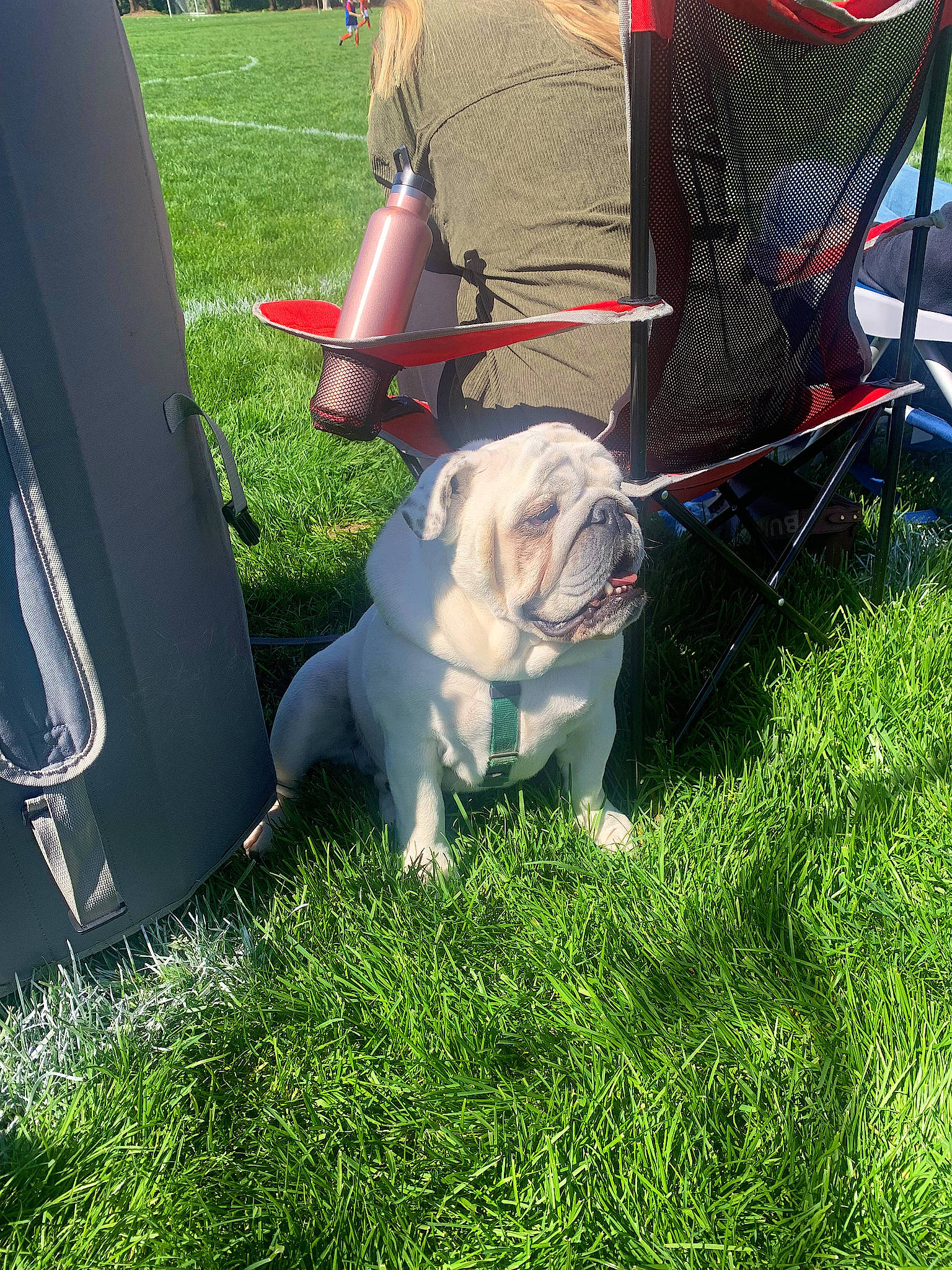 Bucket joined the competition — help win amazing prizes! bulldog, canidae, carnivore, chair, collar, companion_dog, dog, dog_breed, dog_collar, fawn, grass, human_leg, lawn, leash, plant, sporting_group, toy_dog, white_english_bulldog, working_animal, wrinkle