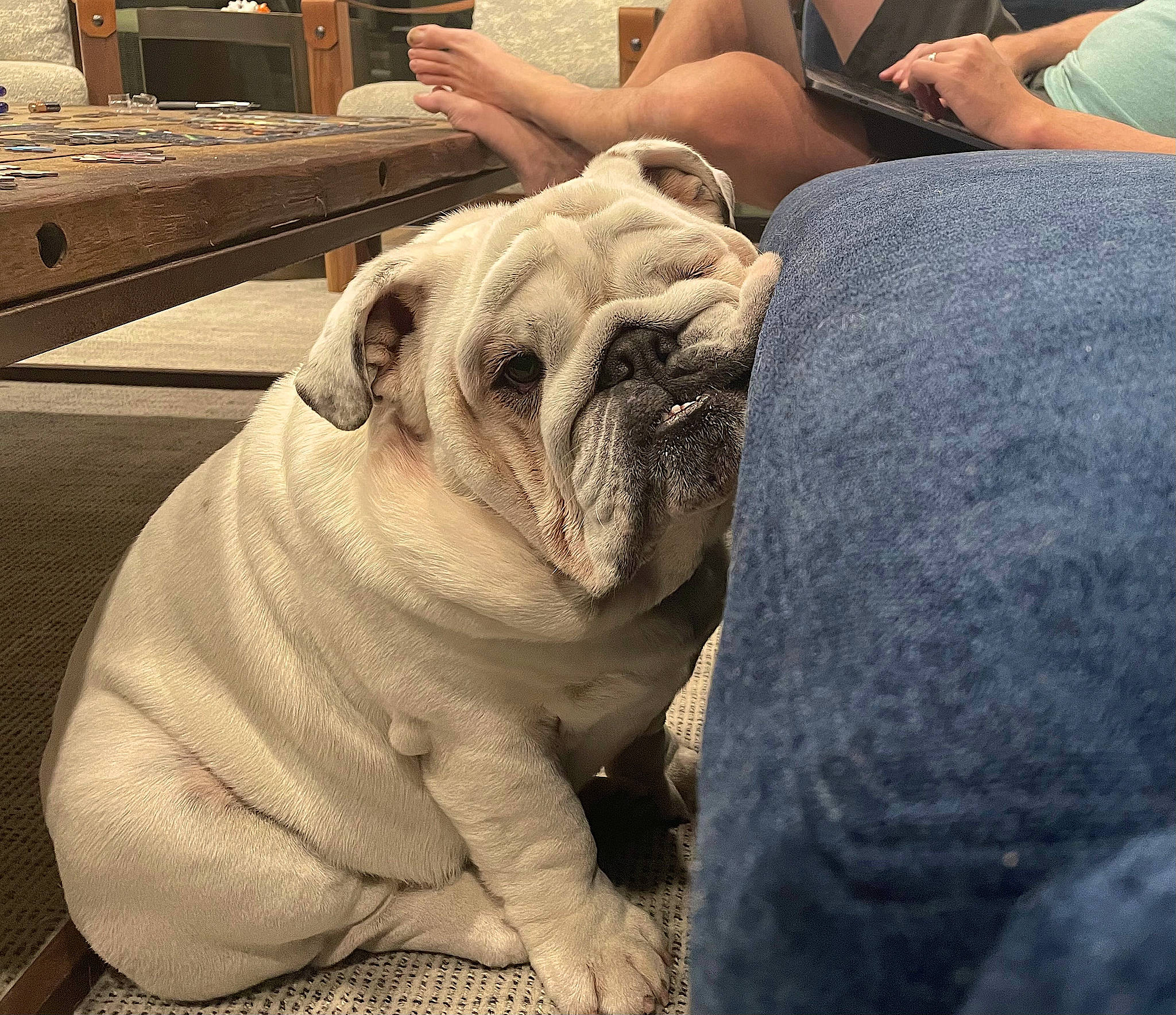 Bucket is registered to the contest to win money with this photo: bulldog, canidae, carnivore, comfort, companion_dog, dog, dog_breed, fawn, flooring, mammal, molosser, pug, puppy_love, snout, sporting_group, terrestrial_animal, toy_dog, wood, working_animal, wrinkle