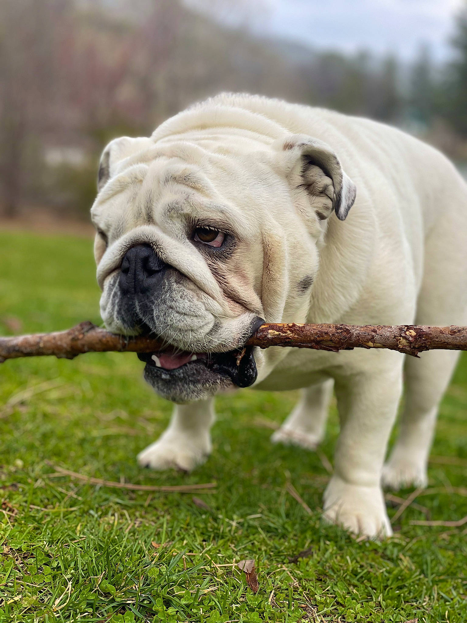 Bucket joined the competition — help win amazing prizes! biting, bulldog, canidae, carnivore, companion_dog, dog, dog_breed, fawn, grass, non_sporting_group, plant, snout, sporting_group, terrestrial_animal, tree, white_english_bulldog, working_dog, wrinkle