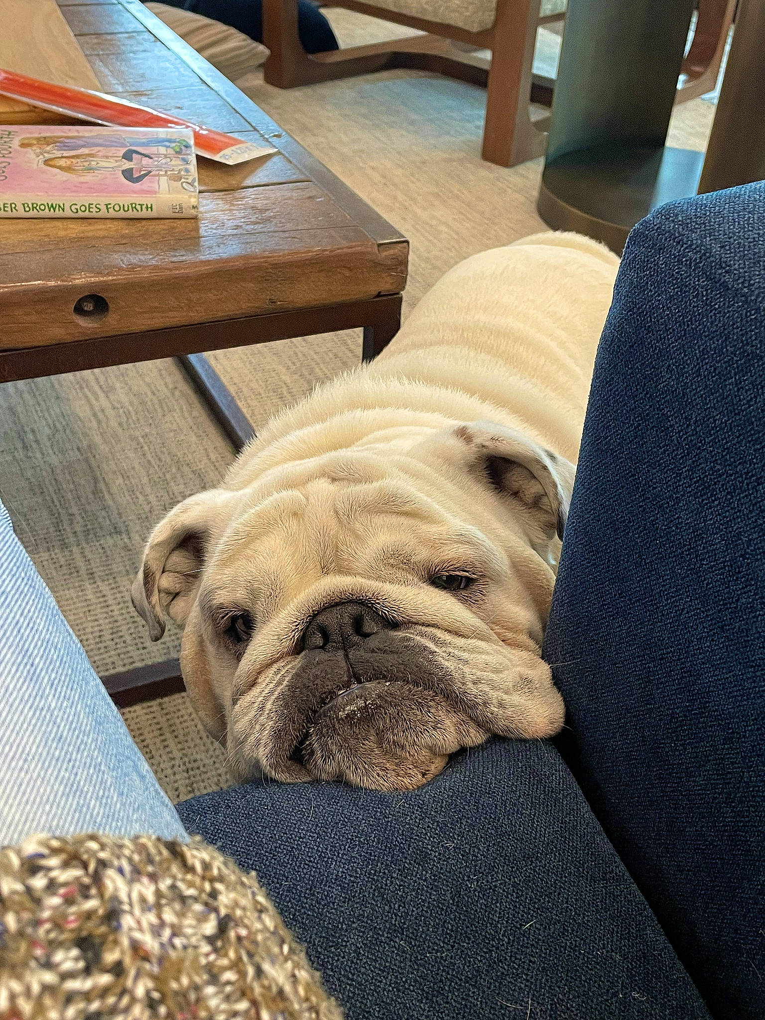 Bucket is registered to the contest to win money with this photo: bulldog, carnivore, comfort, companion_dog, dog, dog_breed, fawn, floor, flooring, hardwood, snout, sporting_group, table, terrestrial_animal, toy_dog, whiskers, white_english_bulldog, wood, working_animal, wrinkle