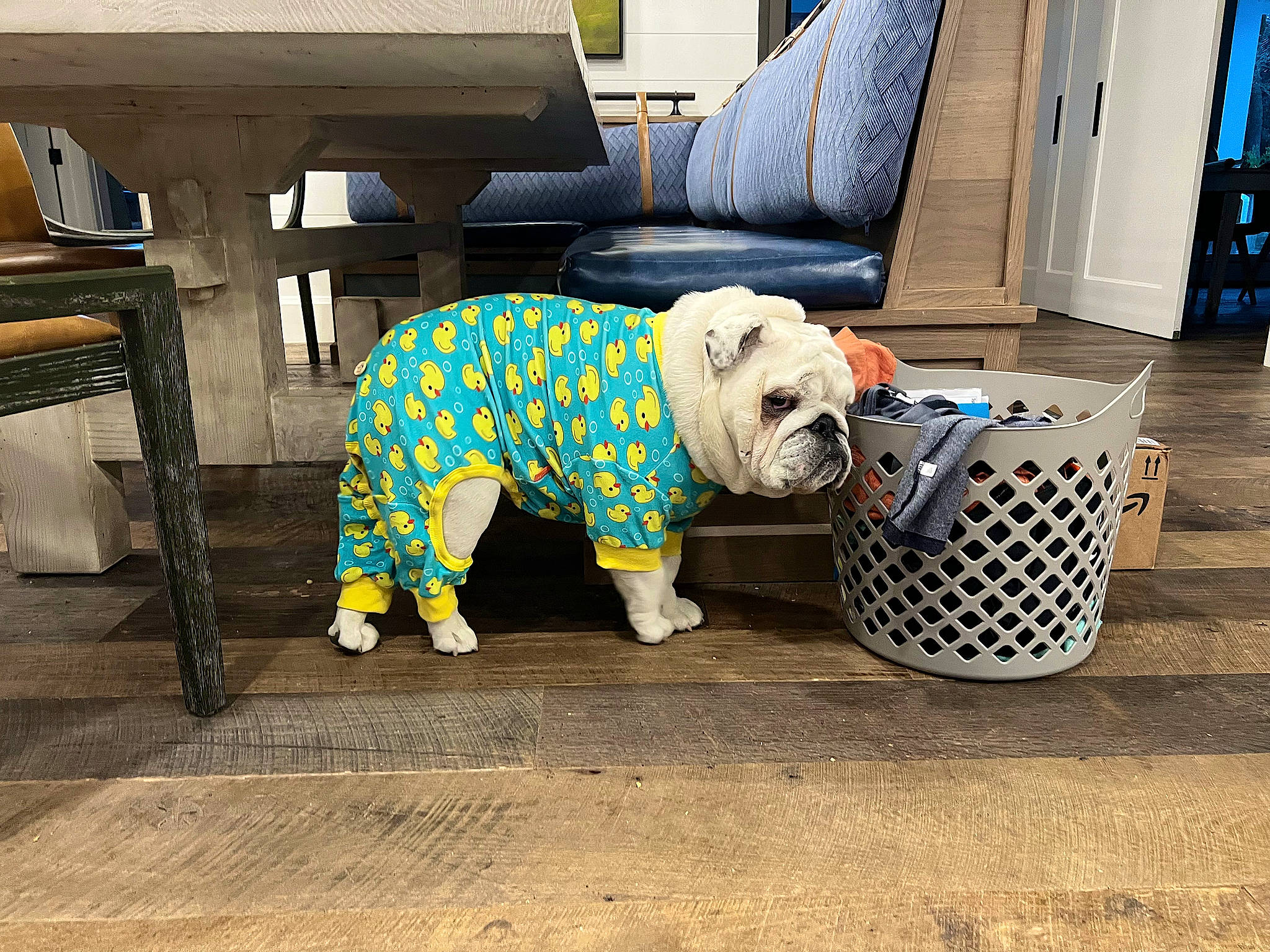 Bucket is registered to the contest to win money with this photo: basket, blue, carnivore, companion_dog, dog, dog_breed, dog_clothes, dog_supply, door, floor, flooring, grey, pattern, pet_supply, snout, sporting_group, tail, toy_dog, wood, working_animal