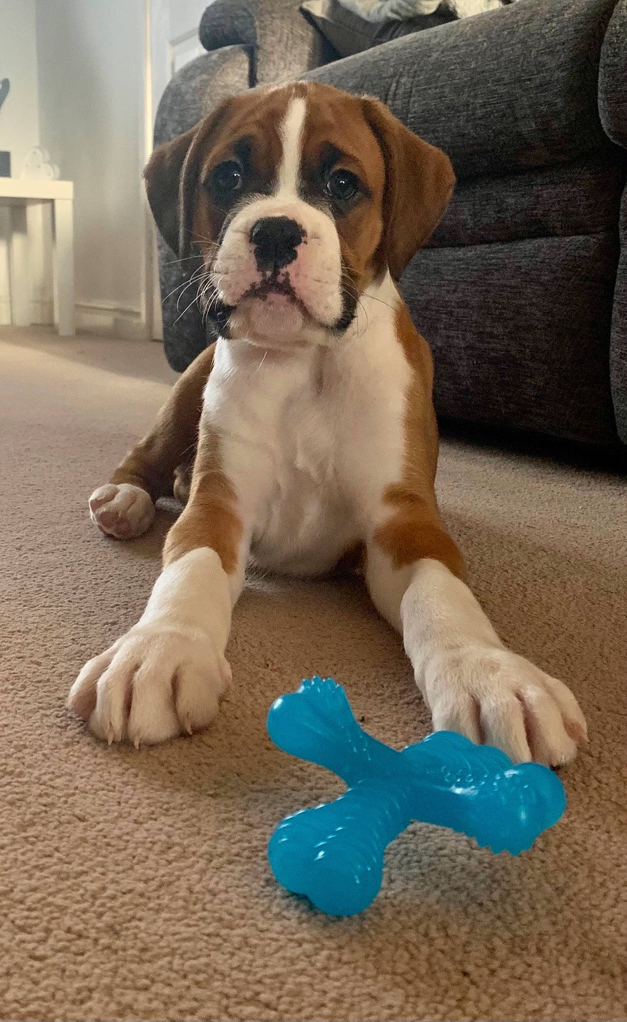Buster joined the competition — help win amazing prizes! american_bulldog, australian_bulldog, boxer, bulldog, canidae, carnivore, companion_dog, dog, dog_breed, fawn, mammal, old_english_bulldog, olde_english_bulldogge, puppy, rare_breed_dog, snout, sporting_group, toy_bulldog, valley_bulldog, vertebrate