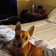 Vixen joined the competition — help win amazing prizes! dog, bed, blanket, sheet, room, indoor, furniture, wall, picture_frame, note, curtain, night, pet, canine, cozy, sleeping_area, brown_dog, small_dog, ears, domestic_animal