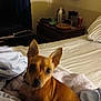 dog, bed, blanket, sheet, room, indoor, furniture, wall, picture_frame, note, curtain, night, pet, canine, cozy, sleeping_area, brown_dog, small_dog, ears, domestic_animal