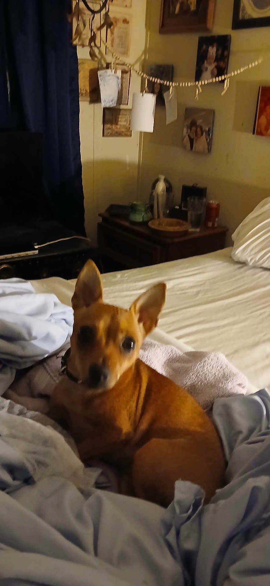 Vixen joined the competition — help win amazing prizes! dog, bed, blanket, sheet, room, indoor, furniture, wall, picture_frame, note, curtain, night, pet, canine, cozy, sleeping_area, brown_dog, small_dog, ears, domestic_animal