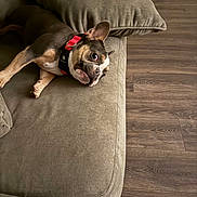 Arya joined the competition — help win amazing prizes! animal, brown, canine, collar, companion, couch, cozy, cute, dog, domestic, floor, furniture, home, indoor, laying_down, living_room, pet, relaxed, resting, wood_floor