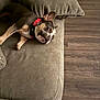 animal, brown, canine, collar, companion, couch, cozy, cute, dog, domestic, floor, furniture, home, indoor, laying_down, living_room, pet, relaxed, resting, wood_floor