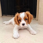 Wilhelm is registered to the contest to win money with this photo: dog, puppy, pet, cute, white_fur, brown_fur, puppy_eyes, button_nose, paws, lying_down, closeup, portrait, indoors, marble_floor, young_dog, fluffy, looking_at_camera, companion, domestic_animal, soft_lighting