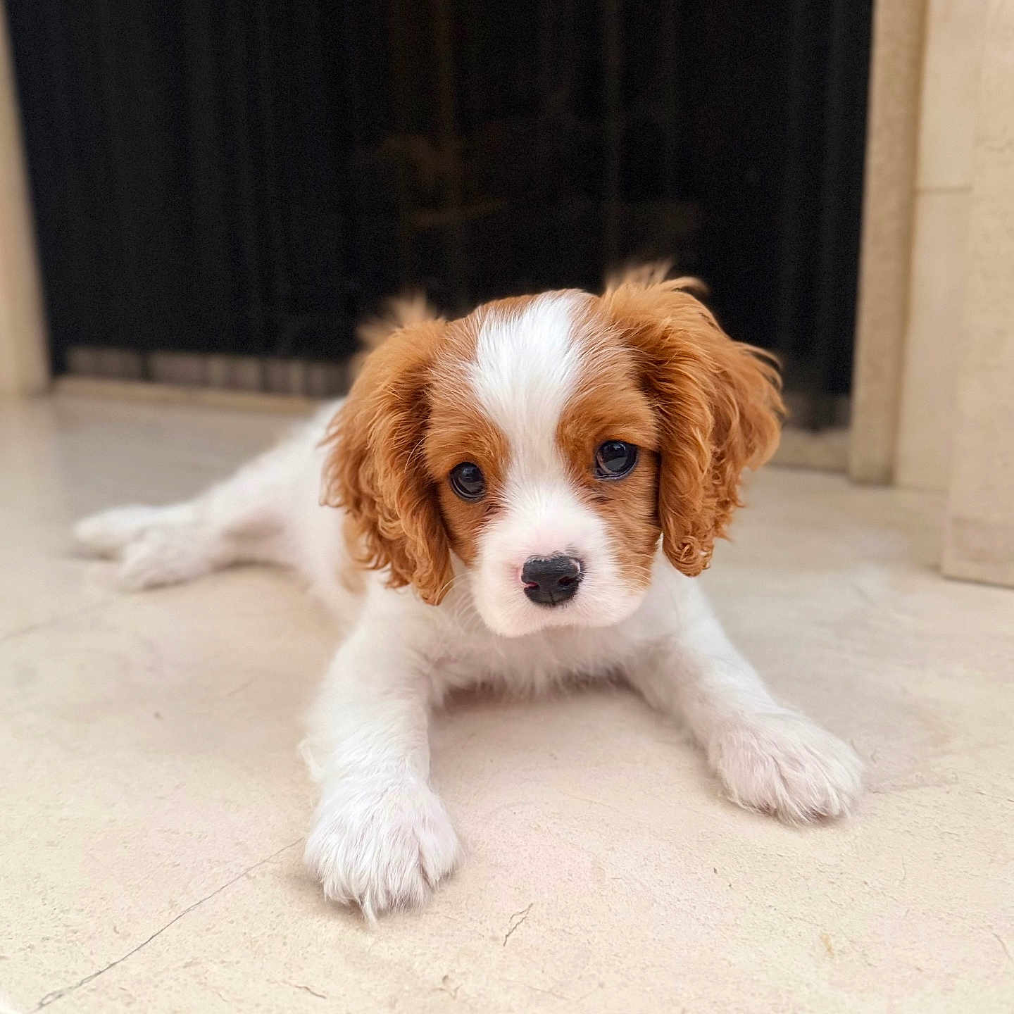Wilhelm is registered to the contest to win money with this photo: brown_fur, button_nose, closeup, companion, cute, dog, domestic_animal, fluffy, indoors, looking_at_camera, lying_down, marble_floor, paws, pet, portrait, puppy, puppy_eyes, soft_lighting, white_fur, young_dog