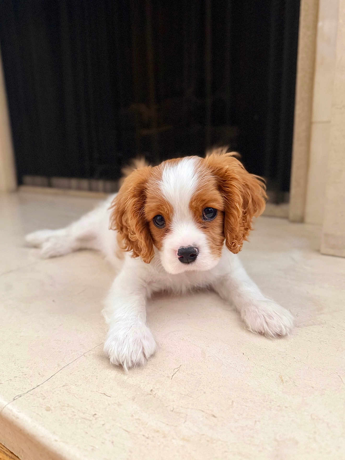 Wilhelm is registered to the contest to win money with this photo: dog, puppy, pet, cute, white_fur, brown_fur, puppy_eyes, button_nose, paws, lying_down, closeup, portrait, indoors, marble_floor, young_dog, fluffy, looking_at_camera, companion, domestic_animal, soft_lighting