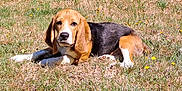 Apollo participe au concours pour gagner de l'argent avec cette photo : dog, beagle, grass, outdoor, animal, pet, lying_down, sunlight, nature, field, flower, ears, canine, mammal, relaxed, summer, daylight, snout, fur, alert
