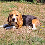 dog, beagle, grass, outdoor, animal, pet, lying_down, sunlight, nature, field, flower, ears, canine, mammal, relaxed, summer, daylight, snout, fur, alert