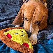 Apollo a rejoint le concours — aidez-le/la à gagner de superbes lots ! beagle, dog, bed, blanket, plush_toy, pizza_slice, brown, white, black, sleeping_area, indoor, pet, animal, canine, sniffing, cozy, fur, ears, paws, relaxed