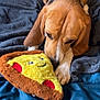 beagle, dog, bed, blanket, plush_toy, pizza_slice, brown, white, black, sleeping_area, indoor, pet, animal, canine, sniffing, cozy, fur, ears, paws, relaxed