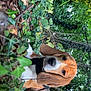 dog, basset_hound, forest, ivy, greenery, outdoor, nature, leaf, animal, pet, canine, ears, brown, white, black_harness, relaxed, resting, woodland, trees, ground