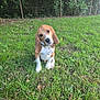 dog, beagle, puppy, grass, outdoor, nature, greenery, fence, leafy, cute, pet, animal, canine, young, sitting, curious, head_tilt, ears, collar, garden