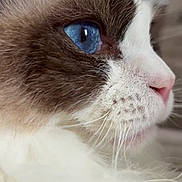 Hupside participe au concours pour gagner de l'argent avec cette photo : animal, blue_eye, cat, close_up, cute, domestic_cat, face, fur, glasses, indoor, mammal, nose, person, pet, portrait, profile, soft_texture, video_call, whisker_spots, whiskers