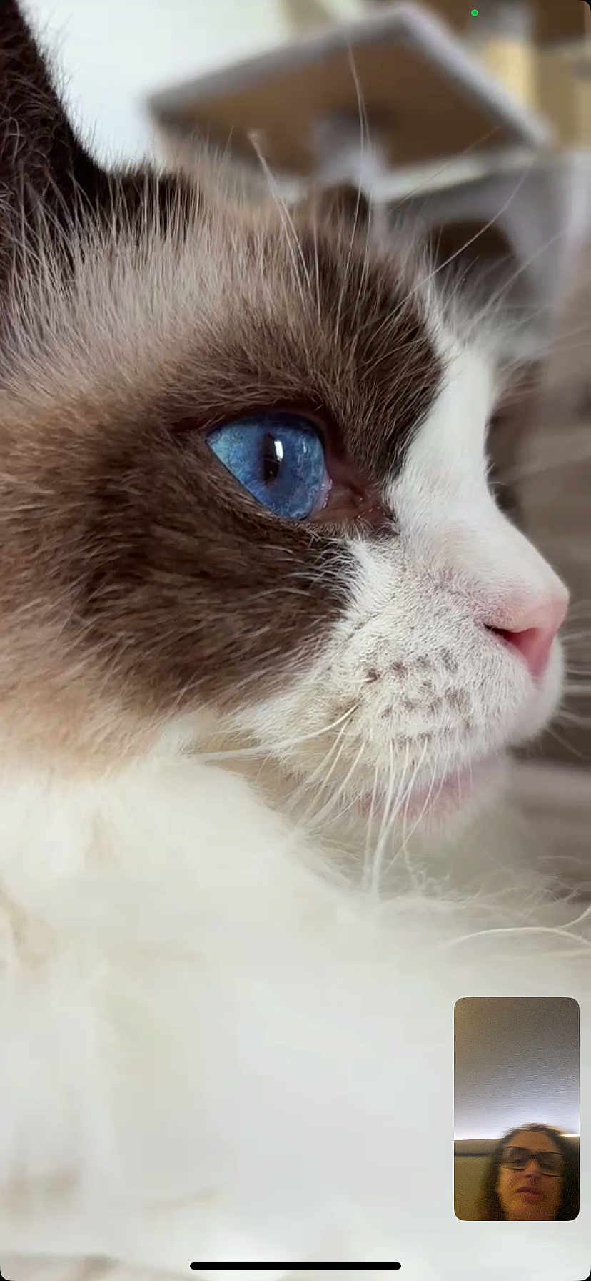 Hupside participe au concours pour gagner de l'argent avec cette photo : animal, blue_eye, cat, close_up, cute, domestic_cat, face, fur, glasses, indoor, mammal, nose, person, pet, portrait, profile, soft_texture, video_call, whisker_spots, whiskers