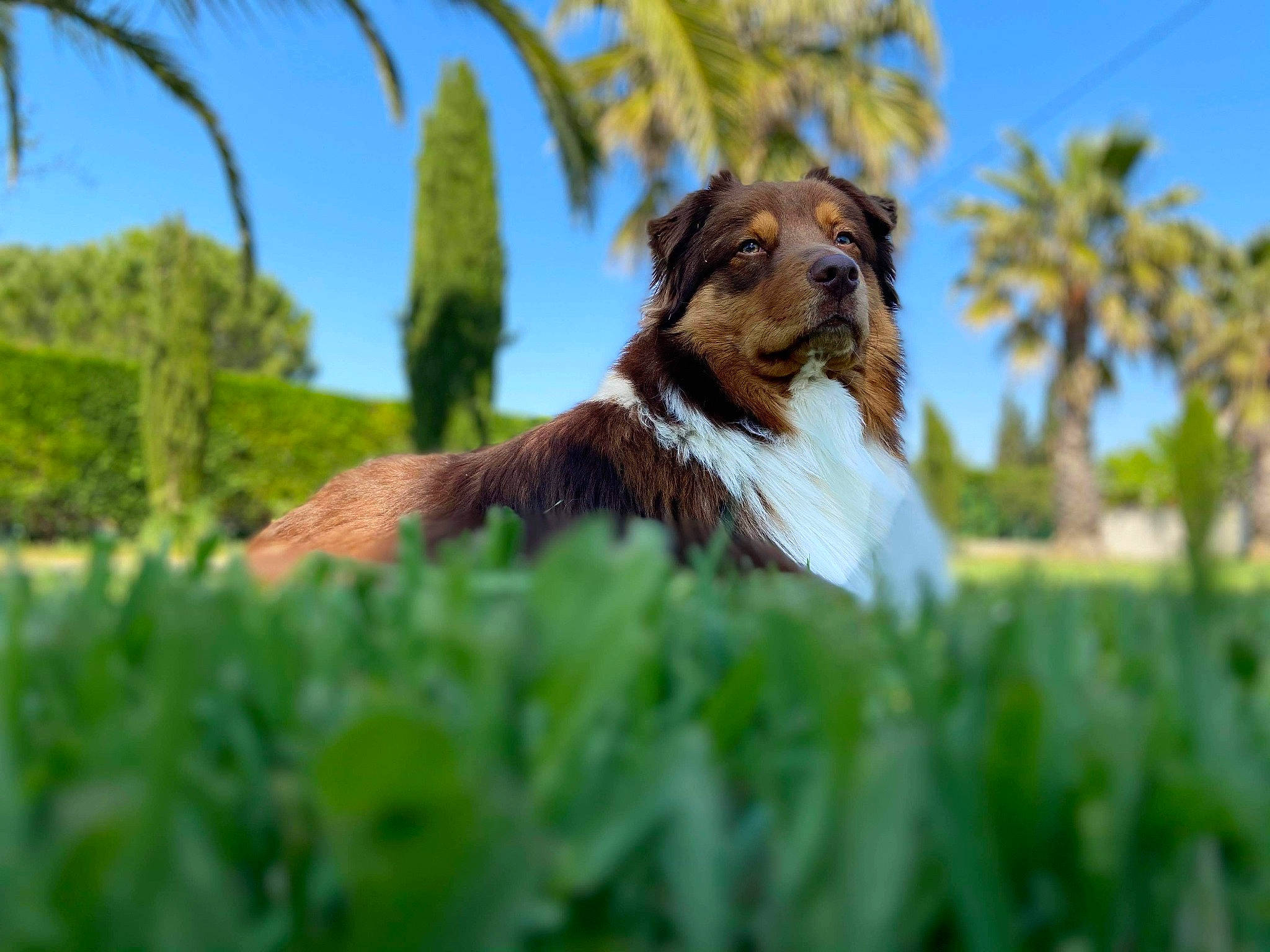Open a rejoint le concours — aidez-le/la à gagner de superbes lots ! australian_shepherd, canidae, carnivore, companion_dog, dog, dog_breed, english_shepherd, grass, herding_dog, mammal, miniature_australian_shepherd, plant, sporting_group, vertebrate, working_dog