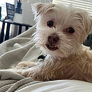 Ocean is registered to the contest to win money with this photo: blanket, close_up, couch, curious, dog, ears, eyes, fluffy, furniture, home, indoor, lying_down, nose, pet, portrait, relaxed, small_dog, whiskers, white_dog, window