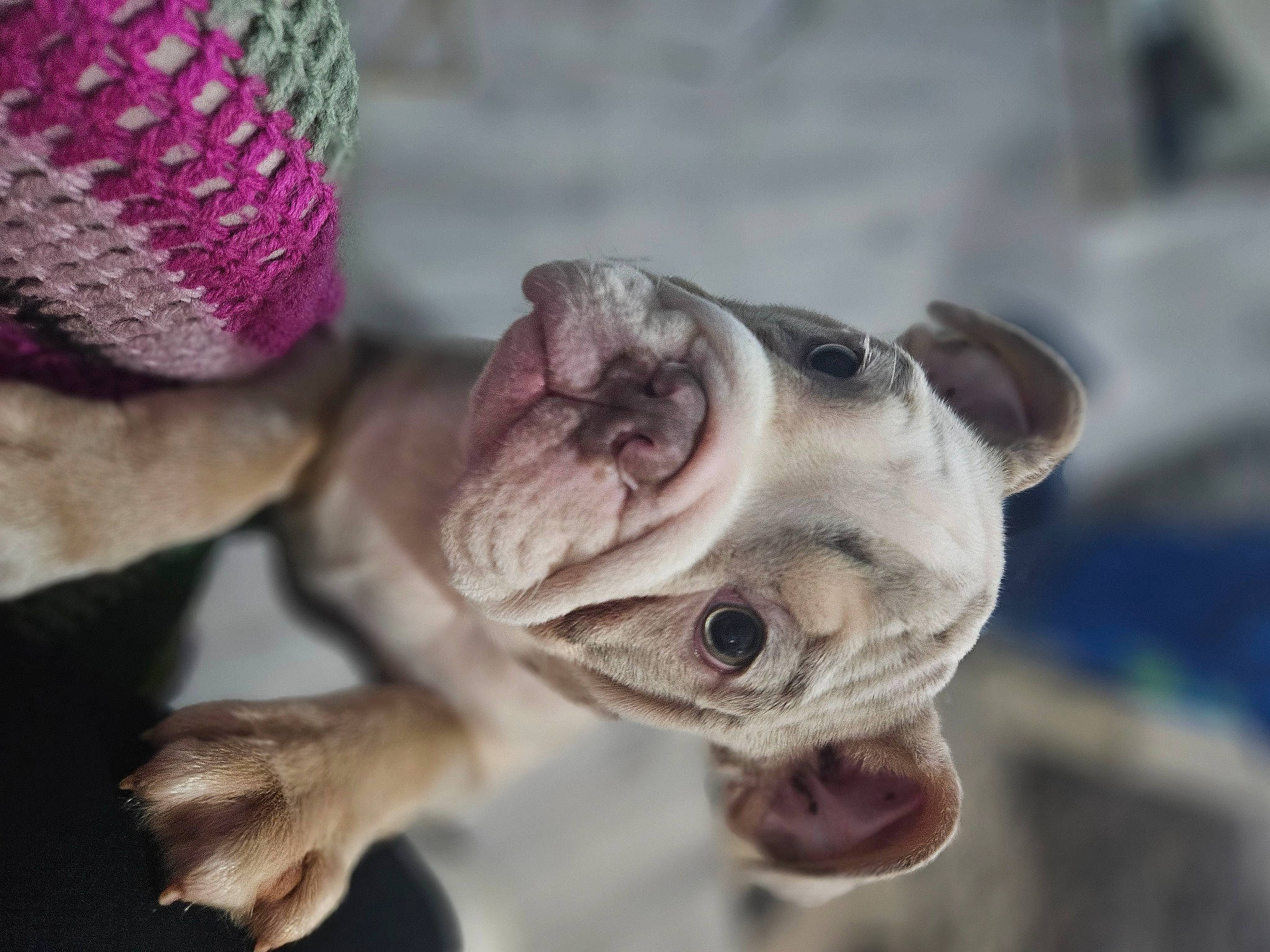 Alan joined the competition — help win amazing prizes! canidae, carnivore, close_up, collar, companion_dog, dog, dog_breed, fawn, leash, macro_photography, magenta, non_sporting_group, snout, sporting_group, terrestrial_animal, whiskers, wildlife, working_animal, wrinkle