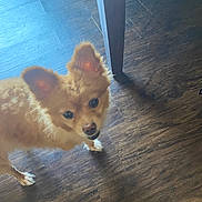 Fancy is registered to the contest to win money with this photo: dog, puppy, fluffy, ears, wooden_floor, table_leg, indoor, pet, curious, small_dog, brown, fur, looking_up, shadow, flooring, animal, companion, cute, domestic, friendly