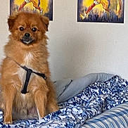 Hollywood is registered to the contest to win money with this photo: dog, brown_dog, pet, bed, blanket, harness, indoor, poster, wall, furniture, canine, animal, cute, sitting, fur, comfort, home, decor, blue, white