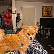 Ms. Rosie joined the competition — help win amazing prizes! dog, small_dog, fluffy, golden_fur, blue_harness, blanket, patterned_blanket, living_room, tv, painting, doll, clothes, door, furniture, indoor, pet, curious, animal, cozy, home