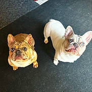 Ruby is registered to the contest to win money with this photo: animal, brown_dog, carpet, close_up, companion, curious, cute, dog, domestic_animal, ears_up, floor, french_bulldog, friendly, indoor, looking_up, pet, portrait, short_hair, two_dogs, white_dog