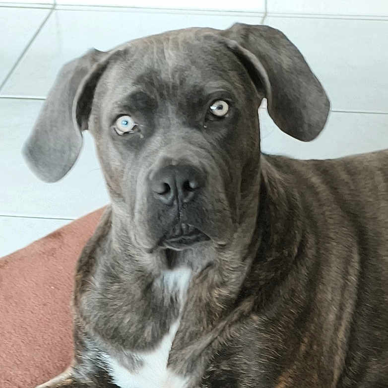 Anka