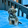 Tyson is registered to the contest to win money with this photo: puppy, dog, small_dog, fur, cute, sitting, snow, winter, porch, railing, wooden_stairs, blur_background, bokeh, outdoor, portrait, whiskers, dark_eyes, blue_tone, shallow_depth_of_field, pet