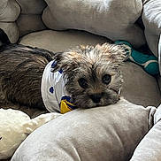 Tyson is registered to the contest to win money with this photo: puppy, dog, small_dog, pet, canine, plush_bed, pillow, cushion, toy, blanket, fur, cute, resting, indoors, portrait, closeup, brown_fur, big_eyes, looking_at_camera, cozy