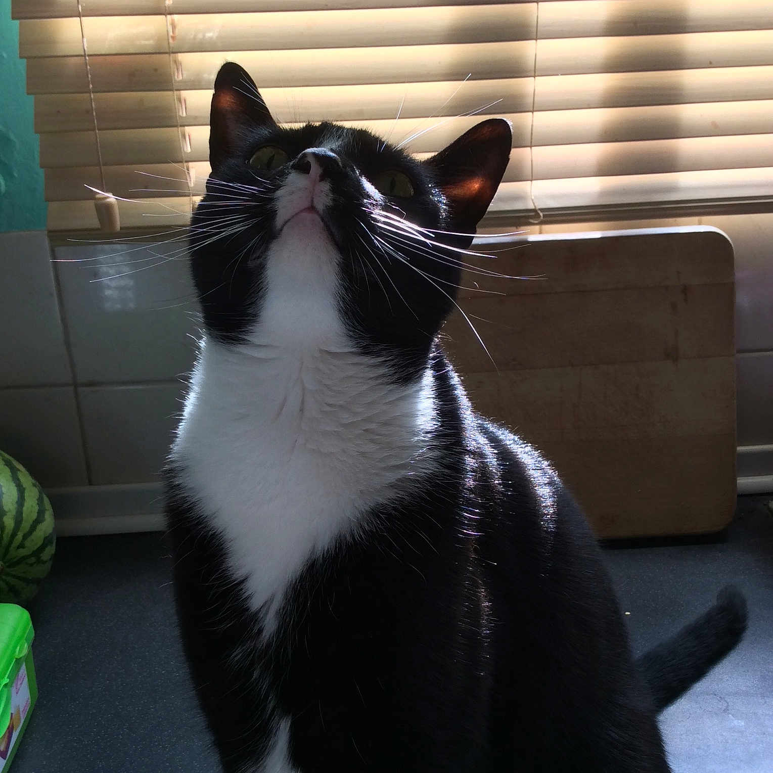 Binks joined the competition — help win amazing prizes! black, black_and_white, black_cat, carnivore, cat, domestic_short_haired_cat, european_shorthair, felidae, fur, small_to_medium_sized_cats, snout, tail, whiskers