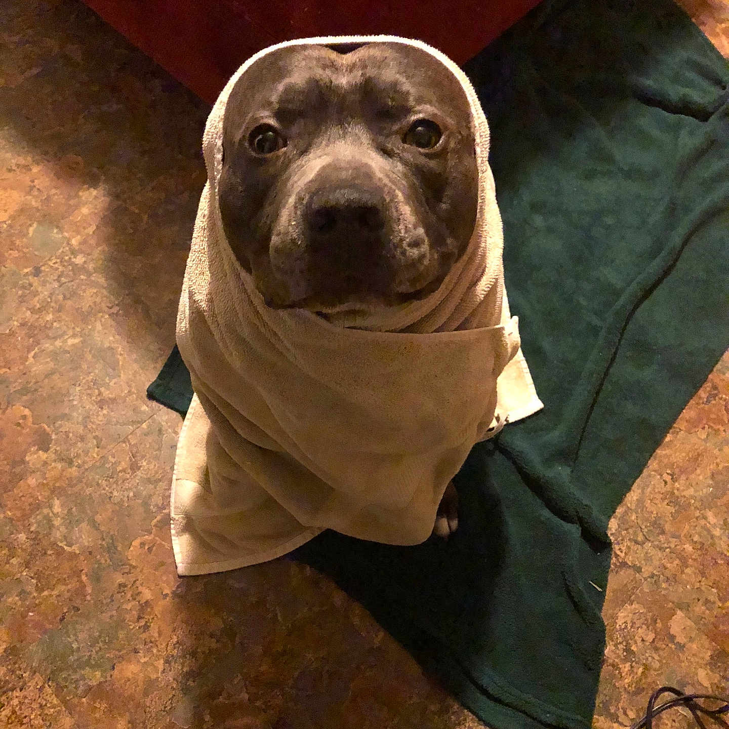 Leonidas is registered to the contest to win money with this photo: animal, architecture, blanket, boxer, building, bulldog, canine, chair, couch, dog, frenchbulldog, furniture, hardwood, hound, pet, pitbull, puppy, snout, towel, wood