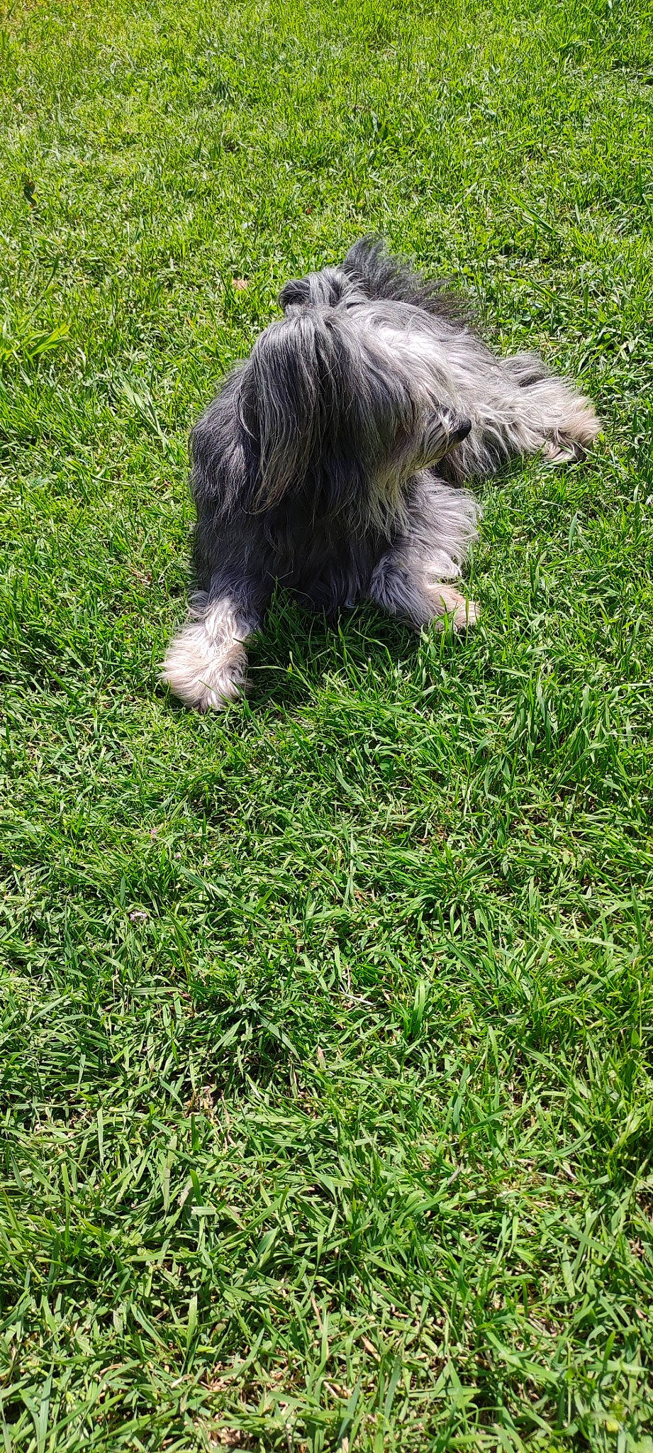 Molly