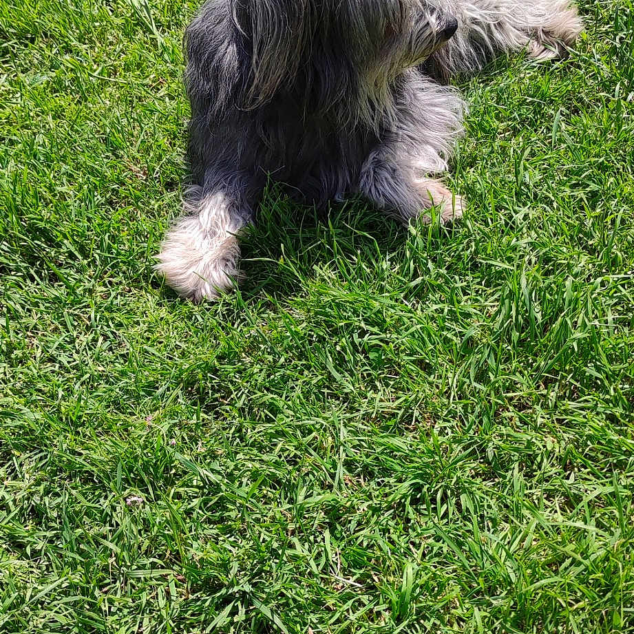 Molly