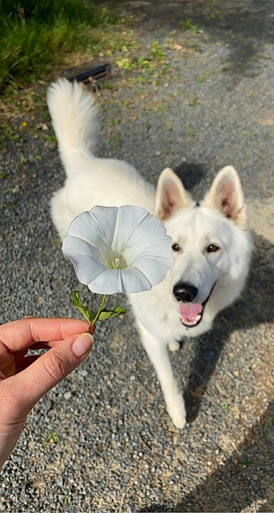 Paango a rejoint le concours — aidez-le/la à gagner de superbes lots ! ancient_dog_breeds, canidae, carnivore, companion_dog, dog, dog_breed, fawn, herding_dog, livestock_guardian_dog, non_sporting_group, pungsan_dog, sled_dog, sporting_group, tail, working_animal, working_dog