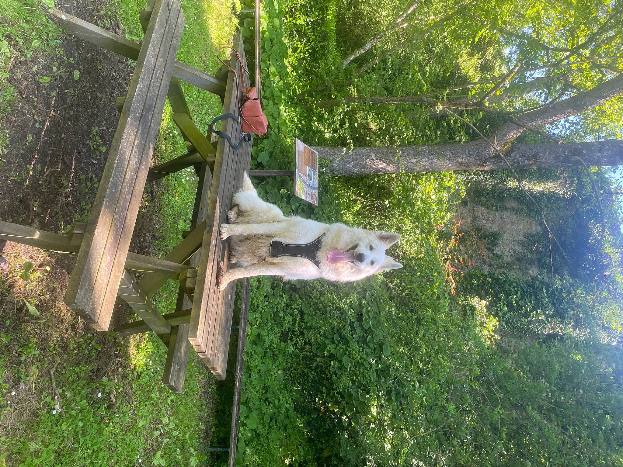 Paango a rejoint le concours — aidez-le/la à gagner de superbes lots ! branch, forest, fun, grass, jungle, landscape, leisure, natural_environment, people_in_nature, plant, pole, shrub, tree, trunk, wood