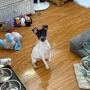 Rex joined the competition — help win amazing prizes! dog, puppy, floor, wood_floor, toy, plush_toy, blanket, pet_bed, dog_bowl, indoor, furniture, curious, ears, sitting, pet, cute, small_dog, animal, home, cozy