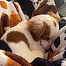 puppy, dog, sleeping, blanket, cozy, fur, brown, white, pattern, soft, resting, cute, animal, pet, relaxing, indoor, comfort, small, folded, warm
