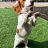 Myla is registered to the contest to win money with this photo: dog, small_dog, standing, grass, artificial_grass, outdoor, pet, playful, brown_and_white, ears, paws, collar, fence, building, sunlight, shadow, cute, animal, front_paws_raised, happy