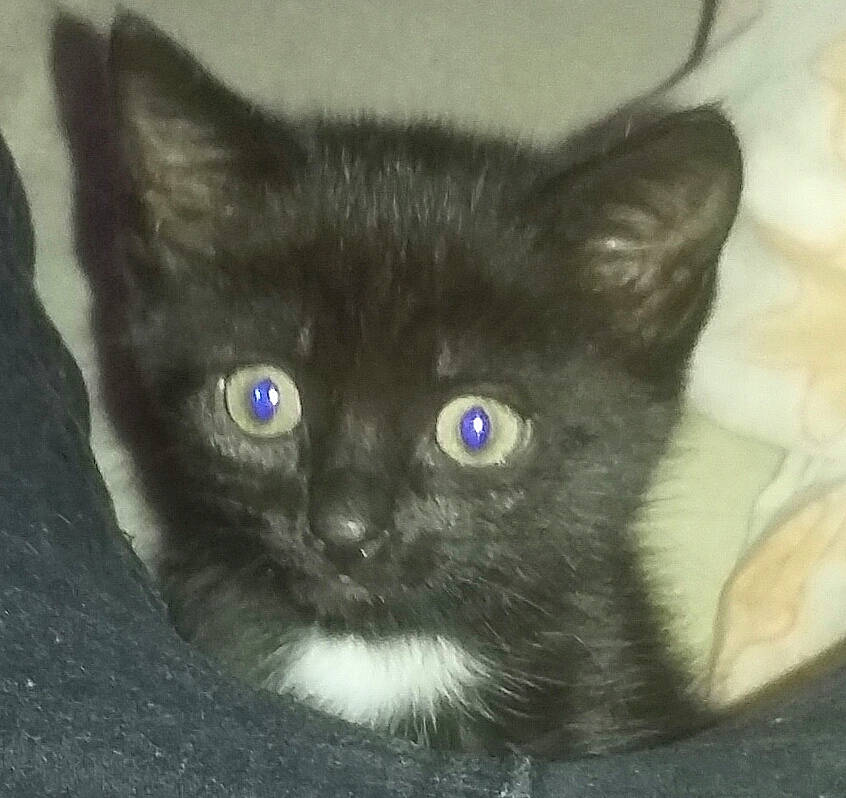 Panthera participe au concours pour gagner de l'argent avec cette photo : asian, black_cat, bombay, burmese, carnivore, cat, domestic_short_haired_cat, eye, felidae, iris, javanese, kitten, korat, mammal, nebelung, ojos_azules, small_to_medium_sized_cats, snout, vertebrate, whiskers