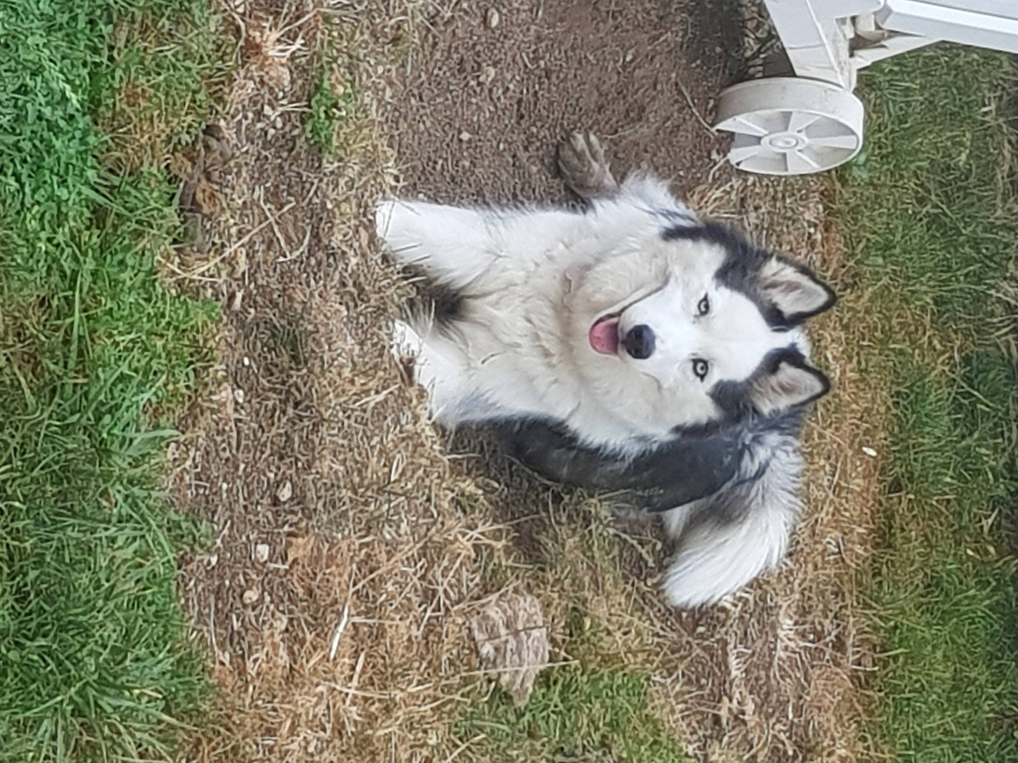 Flora participe au concours pour gagner de l'argent avec cette photo : american_eskimo_dog, canis, carnivore, companion_dog, dog, dog_breed, fur, german_spitz, german_spitz_klein, german_spitz_mittel, grass, indian_spitz, japanese_spitz, samoyed, spitz, tail, terrestrial_animal, volpino_italiano, working_animal, working_dog