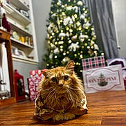Thomas is registered to the contest to win money with this photo: animal, blurred_background, cat, christmas_tree, cozy, cute, decorations, festive, fur, gift_boxes, holiday, holiday_season, indoors, living_room, orange_cat, pet, presents, whiskers, wide_eyes, wooden_floor